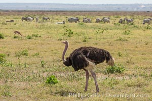 Common Ostrich, Struthio camelus, Amboseli National Park