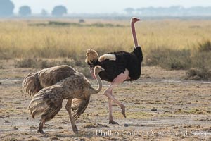Common Ostrich, Struthio camelus, Amboseli National Park