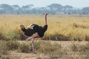 Common Ostrich, Struthio camelus, Amboseli National Park