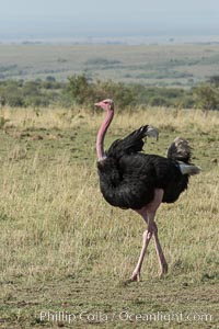 Common ostrich, Struthio camelus, Maasai Mara National Reserve