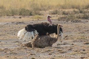 Common Ostrich mating, Amboseli National Park