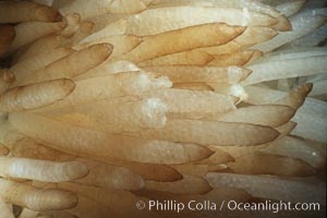 Squid eggs, Loligo opalescens, La Jolla, California