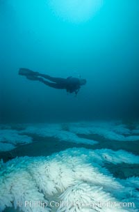 Squid eggs, La Jolla Canyon, Loligo opalescens