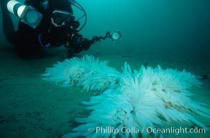 Underwater photographer and squid eggs attached to sandy ocean bottom, La Jolla, California.