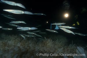 Videographer films mating squid and egg masses attached to sandy bottom, Loligo opalescens, La Jolla, California