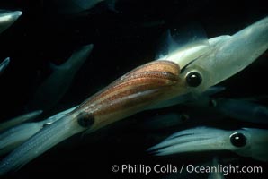 Squid, mating and laying eggs, Loligo opalescens, La Jolla, California