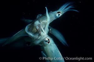 Squid, mating and laying eggs, Loligo opalescens, La Jolla, California