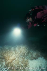 Squid egg clusters on sand, Loligo opalescens, La Jolla, California