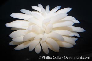 Squid egg casings.  Each casing housings hundreds of tiny squid eggs.  After the female squid has planted her egg casings to the sandy bottom, she will die, Loligo opalescens