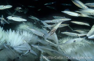 Loligo opalescens, squid schooling, mating and laying eggs on sandy bottom.
