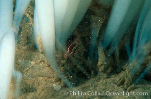 Squid egg casings attach to sand, Loligo opalescens, La Jolla, California