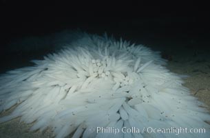 Squid egg masses attached to sandy bottom, Loligo opalescens, La Jolla, California