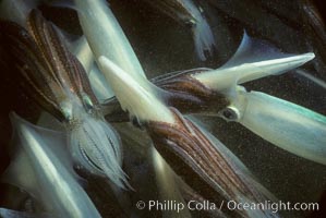 Squid, mating and laying eggs, Loligo opalescens, La Jolla, California