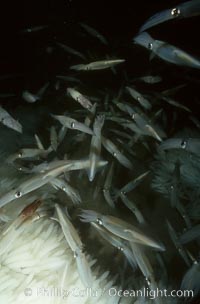 Squid, mating and laying eggs, Loligo opalescens, La Jolla, California