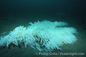 Squid egg clusters on sand, Loligo opalescens, La Jolla, California