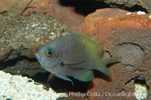 Connies Damsel, Chromis limbaughi