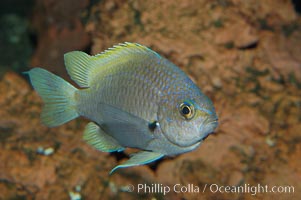 Connies Damsel., Chromis limbaughi, natural history stock photograph, photo id 09222