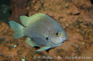 Connies Damsel, Chromis limbaughi