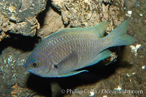 Connies Damsel, Chromis limbaughi