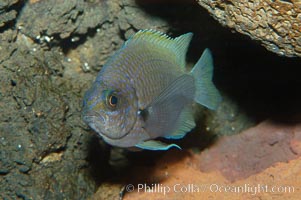 Connies Damsel, Chromis limbaughi