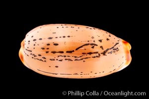 Controversial Cowrie, Cypraea controversa atriceps