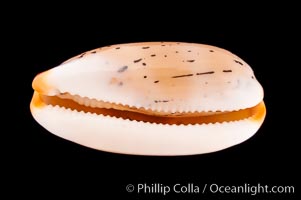 Controversial Cowrie, Cypraea controversa atriceps