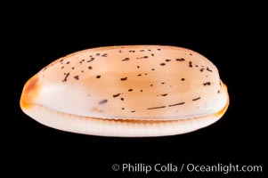 Controversial Cowrie, Cypraea controversa atriceps