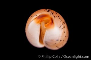 Controversial Cowrie, Cypraea controversa atriceps