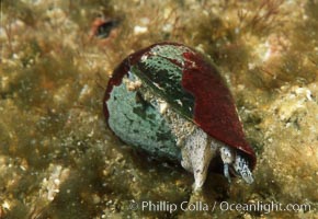 Califonia cone, Coronado Islands, Conus californicus, Coronado Islands (Islas Coronado)