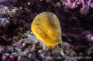 A Califonia cone snail, its eye stalk and mantle barely visible under its shell, makes it way slowly across a rocky reef, Conus californicus, Santa Barbara Island