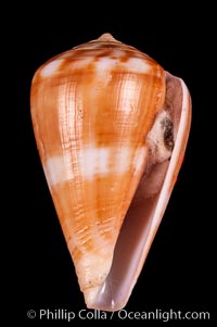 Conus mutabilis, Conus mutabilis