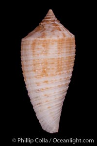 Conus pseudosulcatus, Conus pseudosulcatus