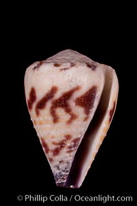 Marriage Cone, Conus sponsalis