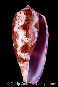 Tulip Cone, Conus tulipa