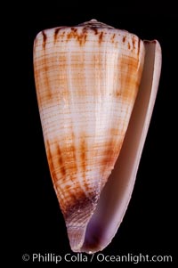 Calf Cone, Conus vitulinus