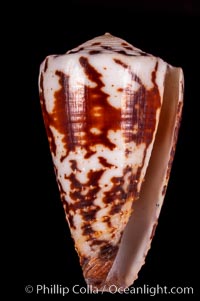 Calf Cone, Conus vitulinus