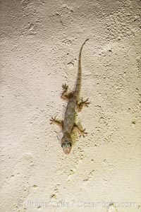 Cool little Gecko on the wall of my room in Elsa's Kopje Safari Lodge, Meru National Park, Kenya