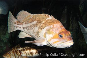 Copper rockfish, Sebastes caurinus