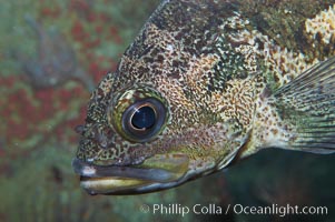 Copper rockfish, Sebastes caurinus