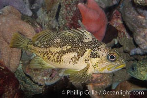 Copper rockfish, Sebastes caurinus