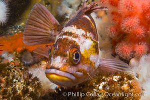 Copper Rockfish Sebastes caurinus with pink soft corals and reef invertebrate life,  Browning Passage, Vancouver Island, British Columbia