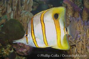 Copperband butterflyfish, Chelmon rostratus