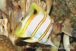 Copperband butterflyfish, Chelmon rostratus