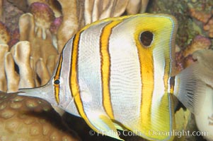 Copperband butterflyfish, Chelmon rostratus