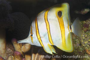 Copperband butterflyfish, Chelmon rostratus