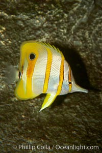 Copperband butterflyfish, Chelmon rostratus