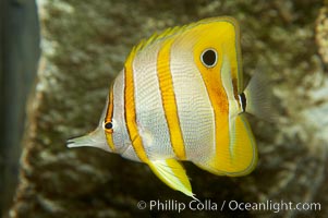 Copperband butterflyfish, Chelmon rostratus