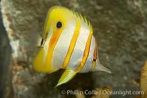 Copperband butterflyfish, Chelmon rostratus