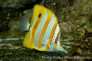 Copperband butterflyfish., Chelmon rostratus, natural history stock photograph, photo id 10998