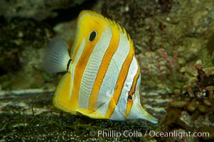 Copperband butterflyfish, Chelmon rostratus